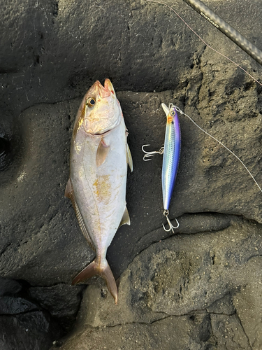 ショゴの釣果