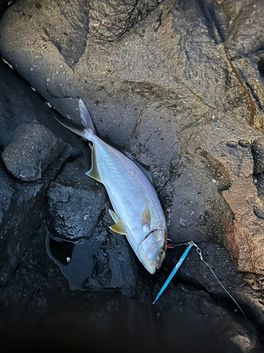 ショゴの釣果