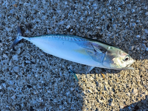 ヒラソウダの釣果