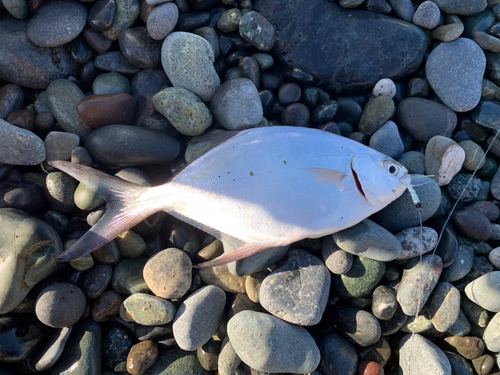 コバンアジの釣果