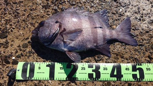 イシダイの釣果