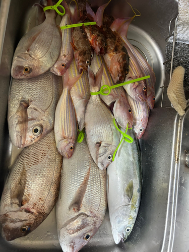 タイの釣果