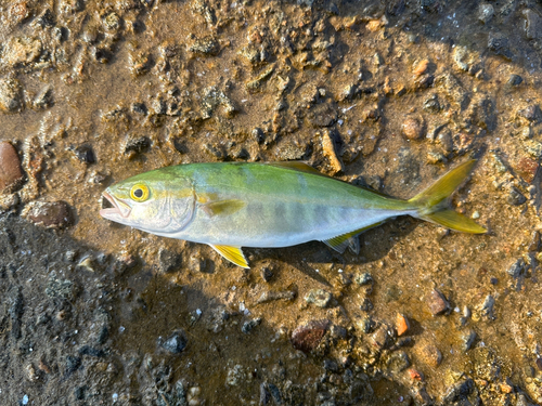 ツバイソの釣果