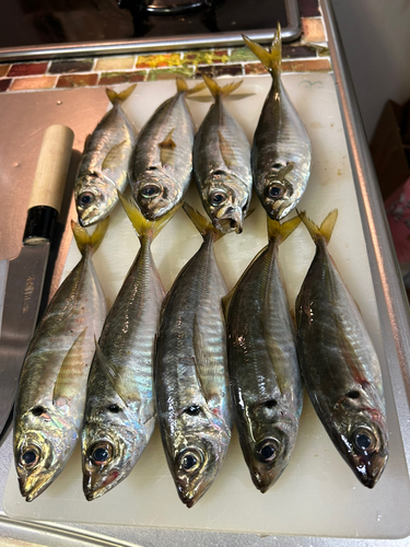 アジの釣果