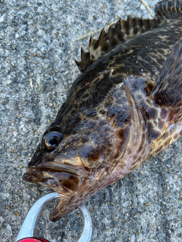 タケノコメバルの釣果