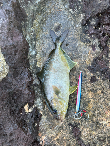 ヒレナガカンパチの釣果