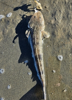 マゴチの釣果