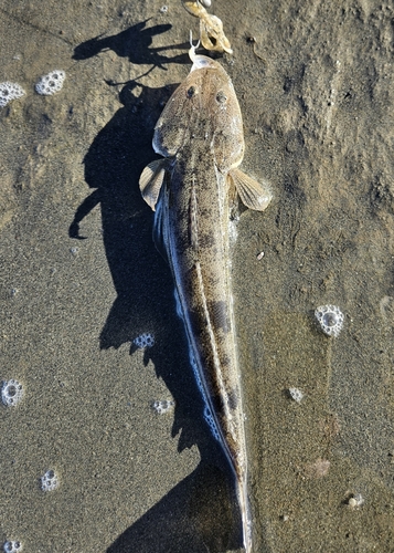 マゴチの釣果