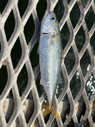 マサバの釣果