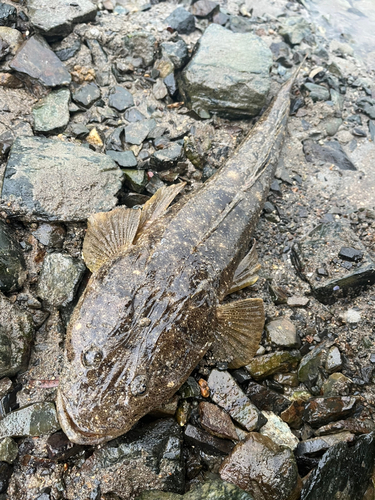 マゴチの釣果