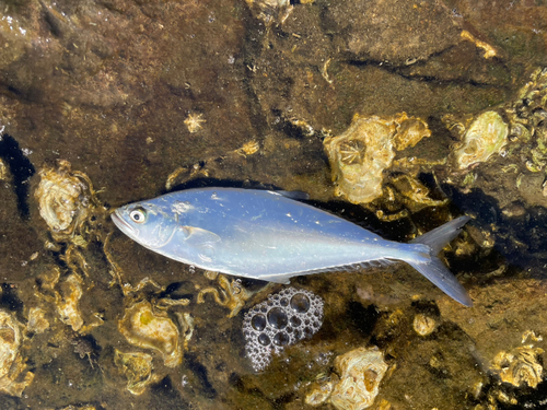 イケカツオの釣果