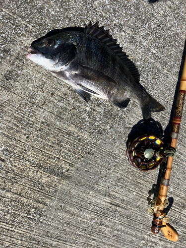 クロダイの釣果