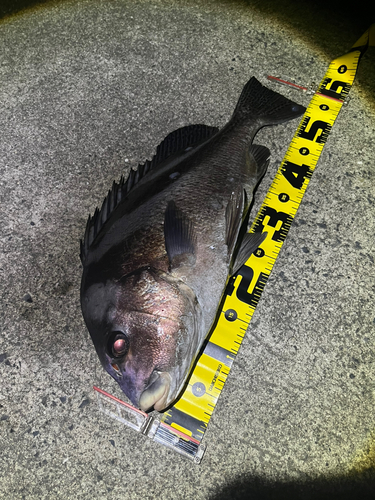 コショウダイの釣果