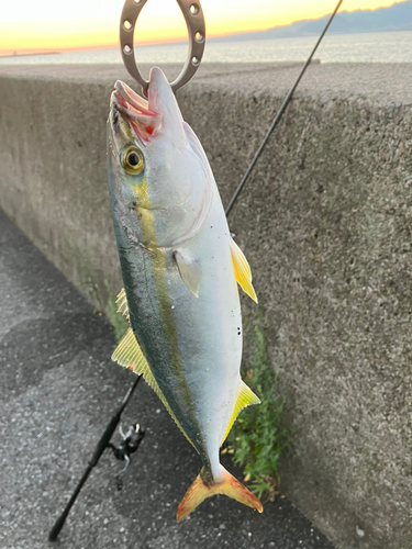 ヤズの釣果