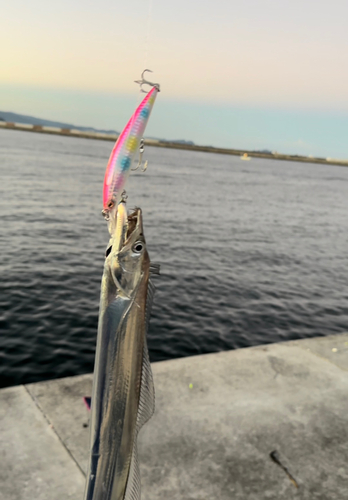 タチウオの釣果