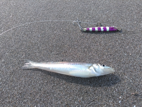 キスの釣果