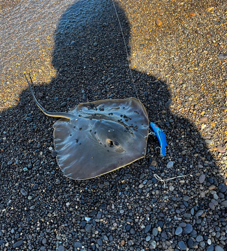 アカエイの釣果