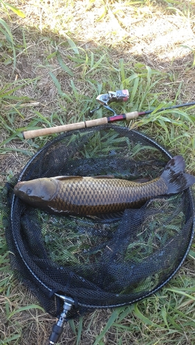 コイの釣果