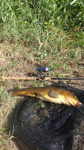 コイの釣果