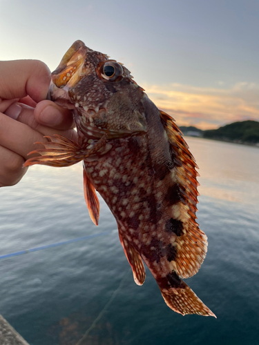 アラカブの釣果