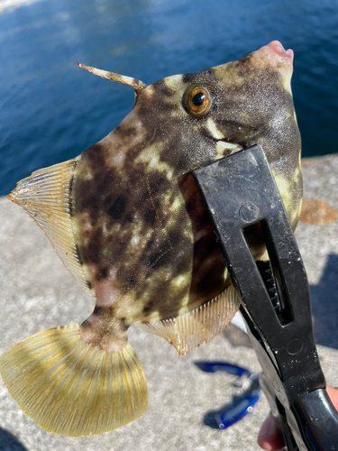 カワハギの釣果