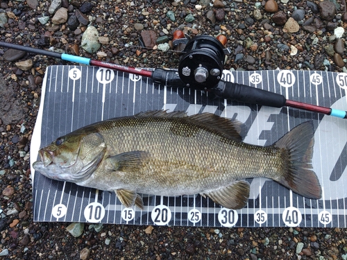 スモールマウスバスの釣果