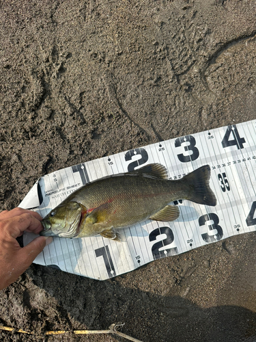 スモールマウスバスの釣果