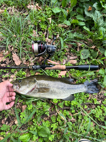 ラージマウスバスの釣果