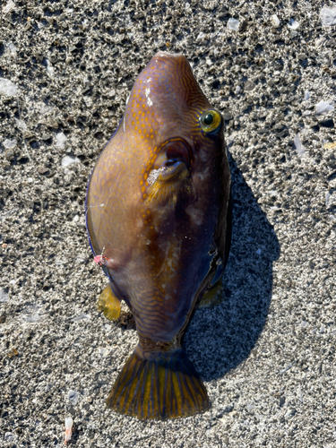 キタマクラの釣果