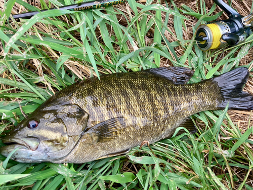 スモールマウスバスの釣果