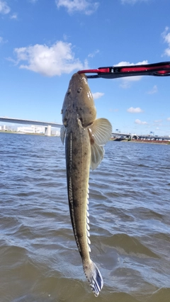 マゴチの釣果