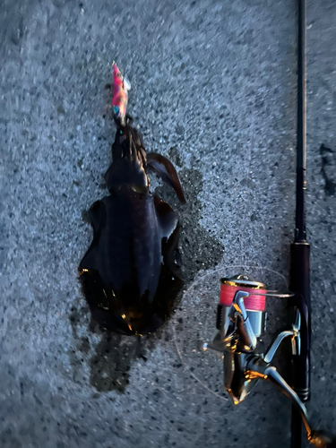 アオリイカの釣果