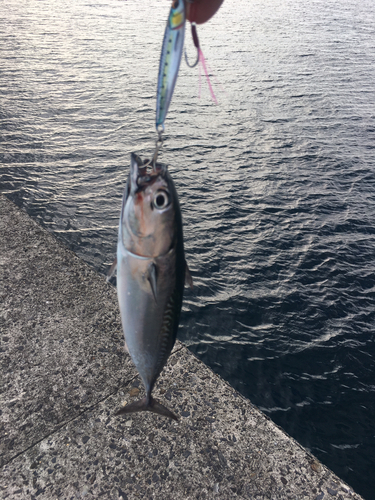 ソウダガツオの釣果