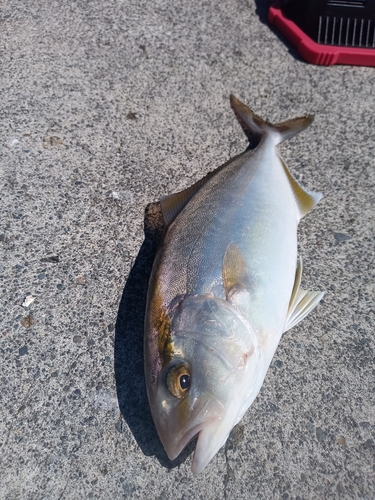 ショゴの釣果