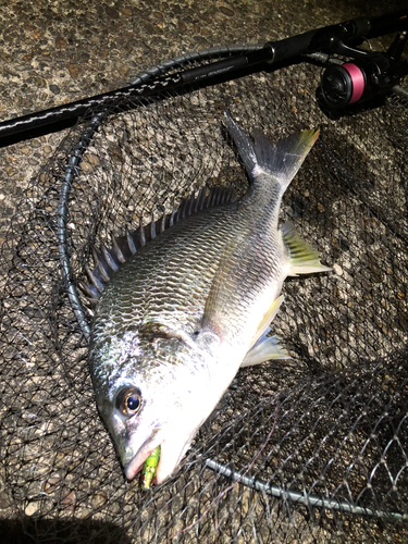 キビレの釣果