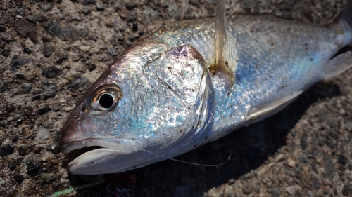 イシモチの釣果