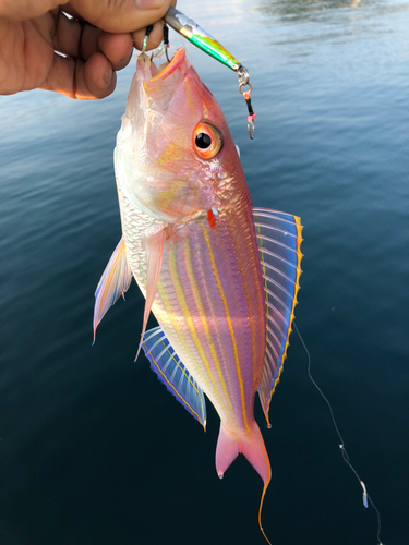 イトヨリダイの釣果