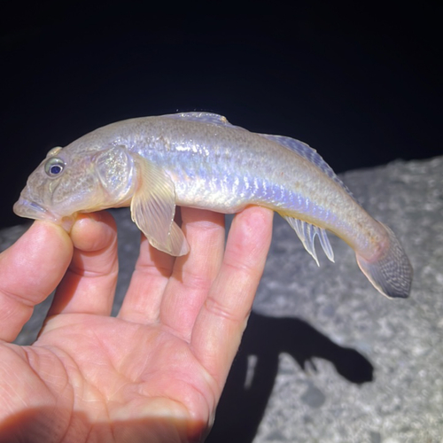 マハゼの釣果