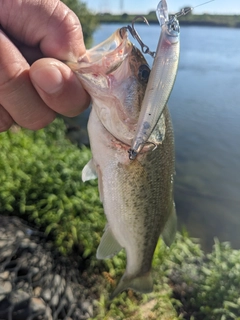 ラージマウスバスの釣果