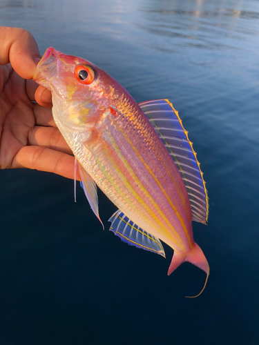 イトヨリダイの釣果