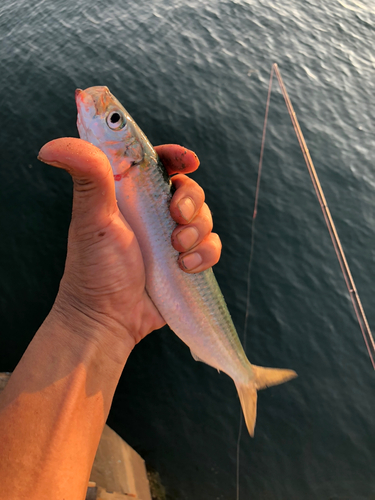 カタボシイワシの釣果