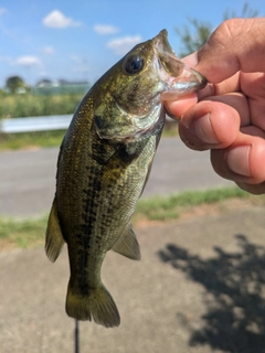 ラージマウスバスの釣果