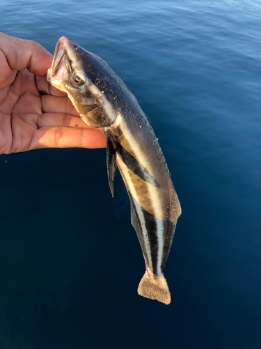 スギの釣果