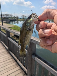 ラージマウスバスの釣果