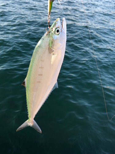 ミナミイケカツオの釣果