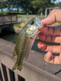 ラージマウスバスの釣果