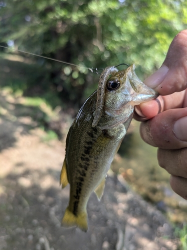 ラージマウスバスの釣果