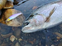 ニジマスの釣果