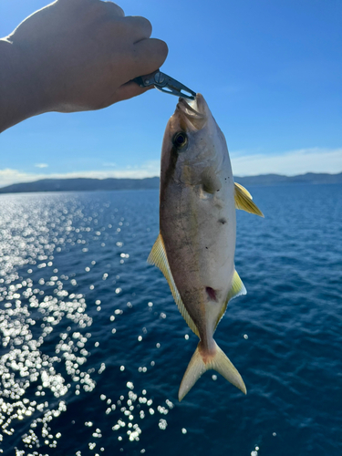 ネリゴの釣果