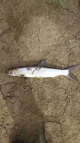 カライワシの釣果